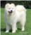 KOLUMNA SELME ČAČE: Samojed - pas koji se  uvijek smije