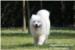 KOLUMNA SELME ČAČE: Samojed - pas koji se  uvijek smije