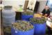 U obiteljskoj kući kod Metkovića  zaplijenjena  visokokvalitetna marihuana vrijedna deset milijuna kuna