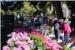 U Gružu bogat  izbor cvijeća na   radost brojnih kupaca  (FOTO)