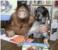Čista ljubav: Orangutanica i pas dva nerazdvojna prijatelja