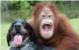 Čista ljubav: Orangutanica i pas dva nerazdvojna prijatelja