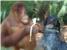 Čista ljubav: Orangutanica i pas dva nerazdvojna prijatelja