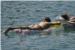FOTO: Djevojke u toplesu mamile uzdahe na makarskim plažama