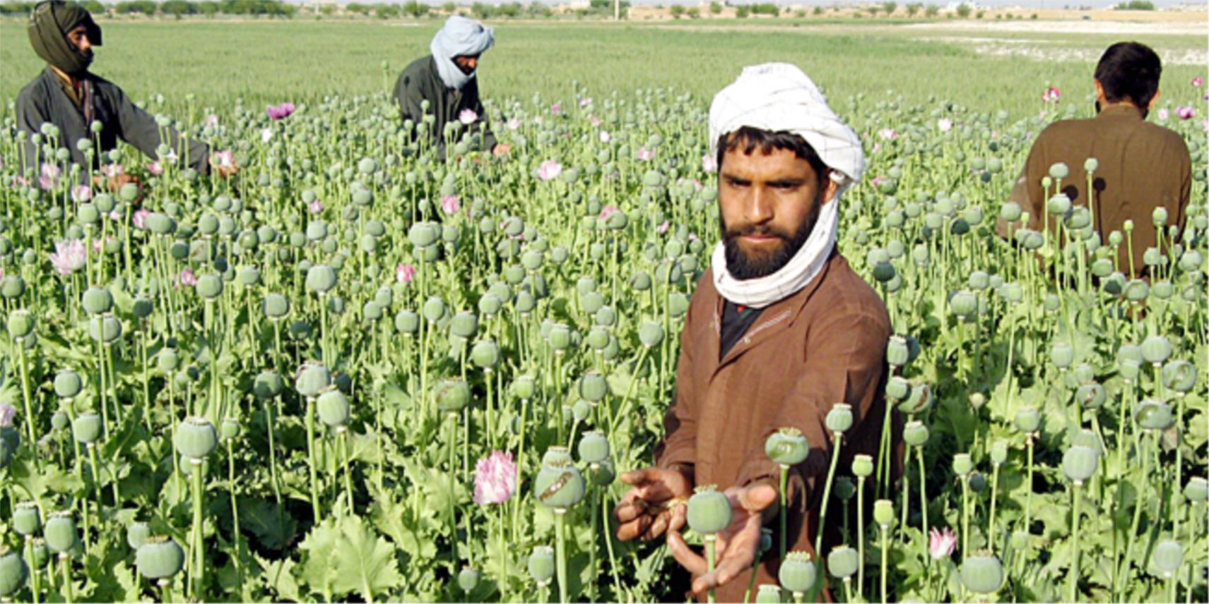 polja_maka_heroin_afganistan__340457S1.jpg
