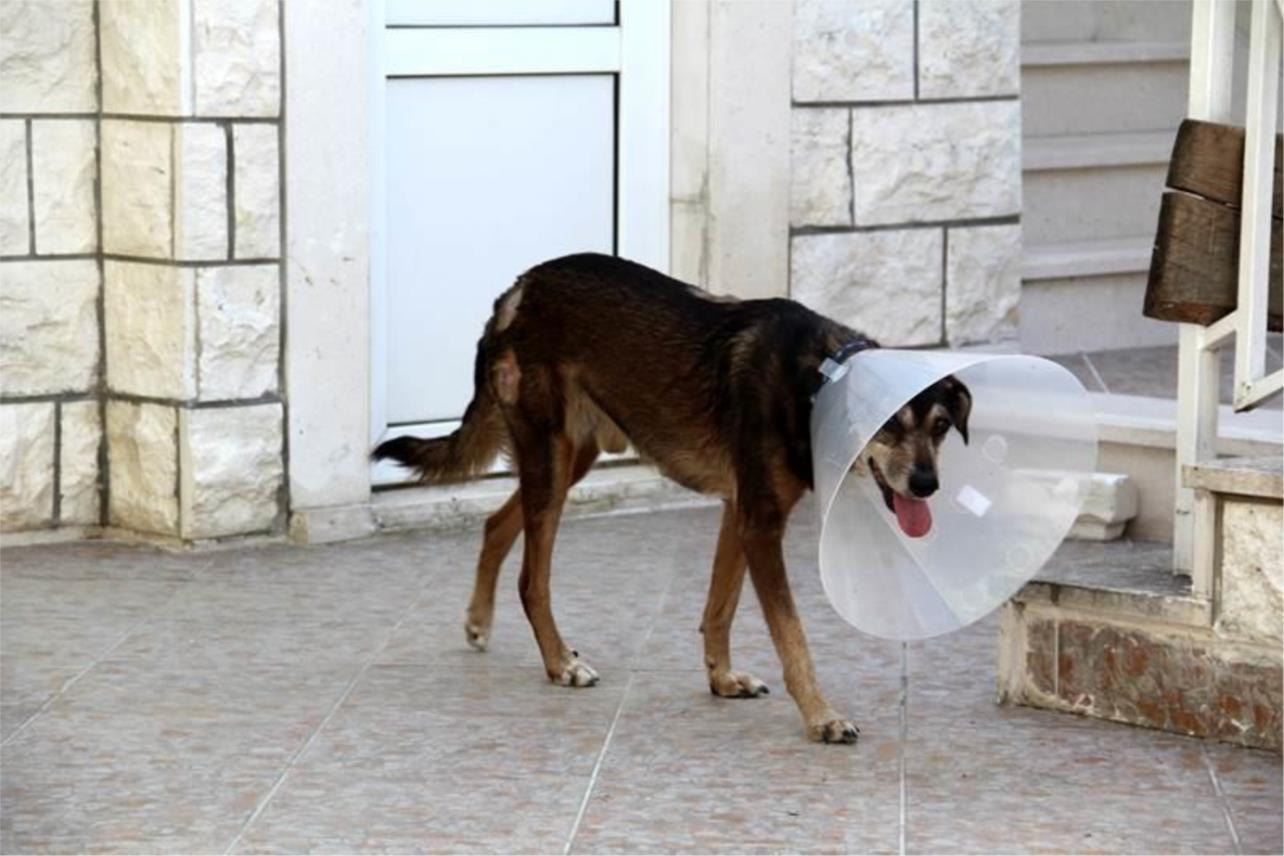 Psi lutalice stvaraju nerede na području Komolca? 0