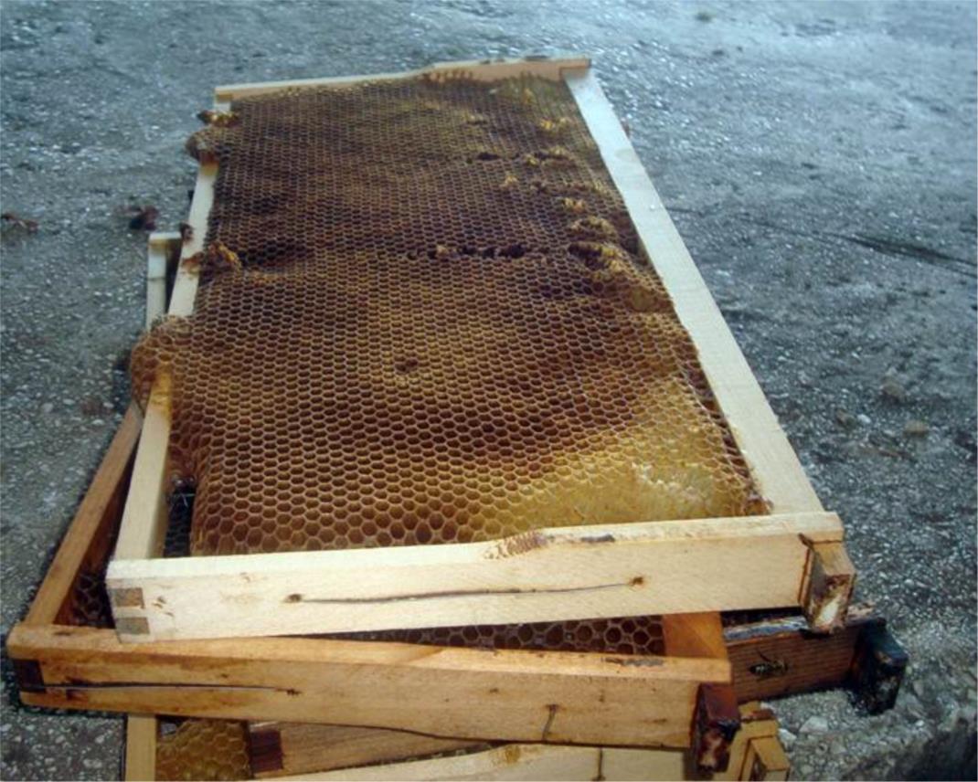 Pčelarstvo
