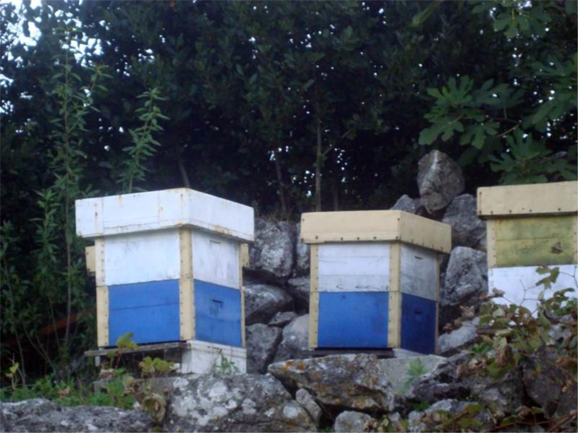 Pčelarstvo