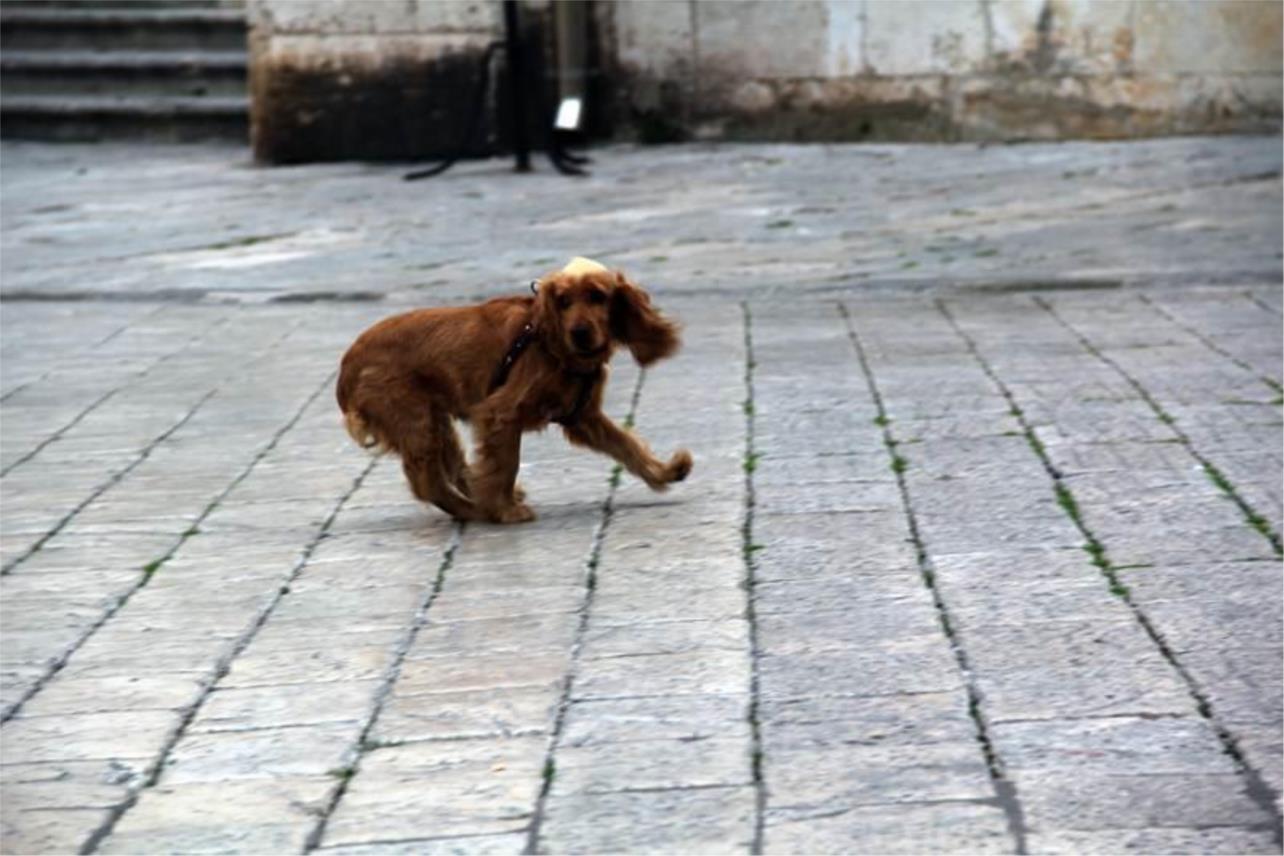 Stradun 0