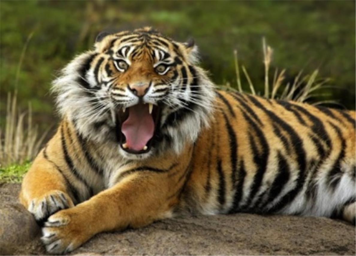 tigar-sumatravelika.jpg