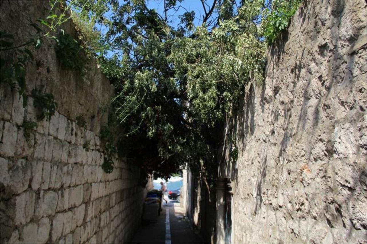 Srusena stabla 0