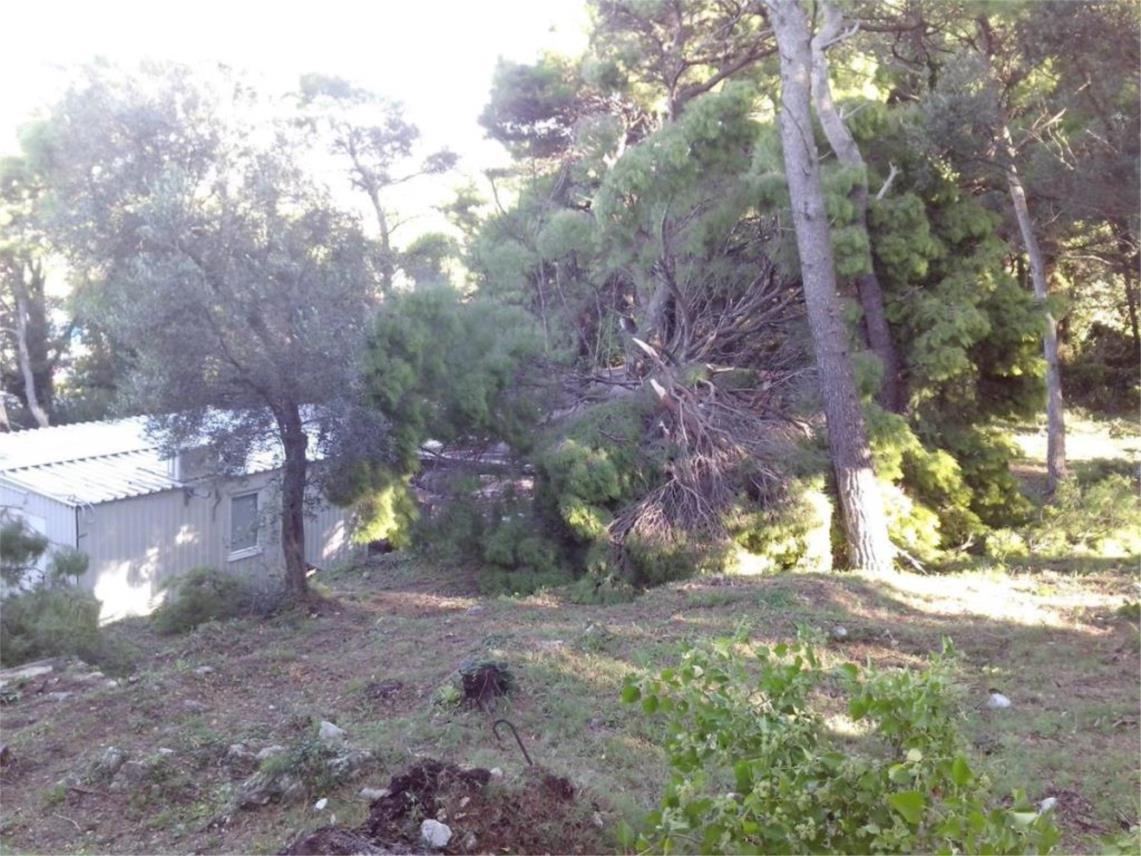 Srusena stabla 0