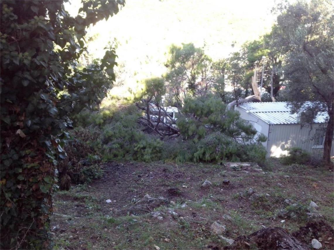 Srusena stabla 0