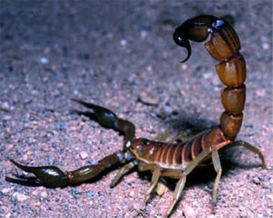 skorpion.jpg