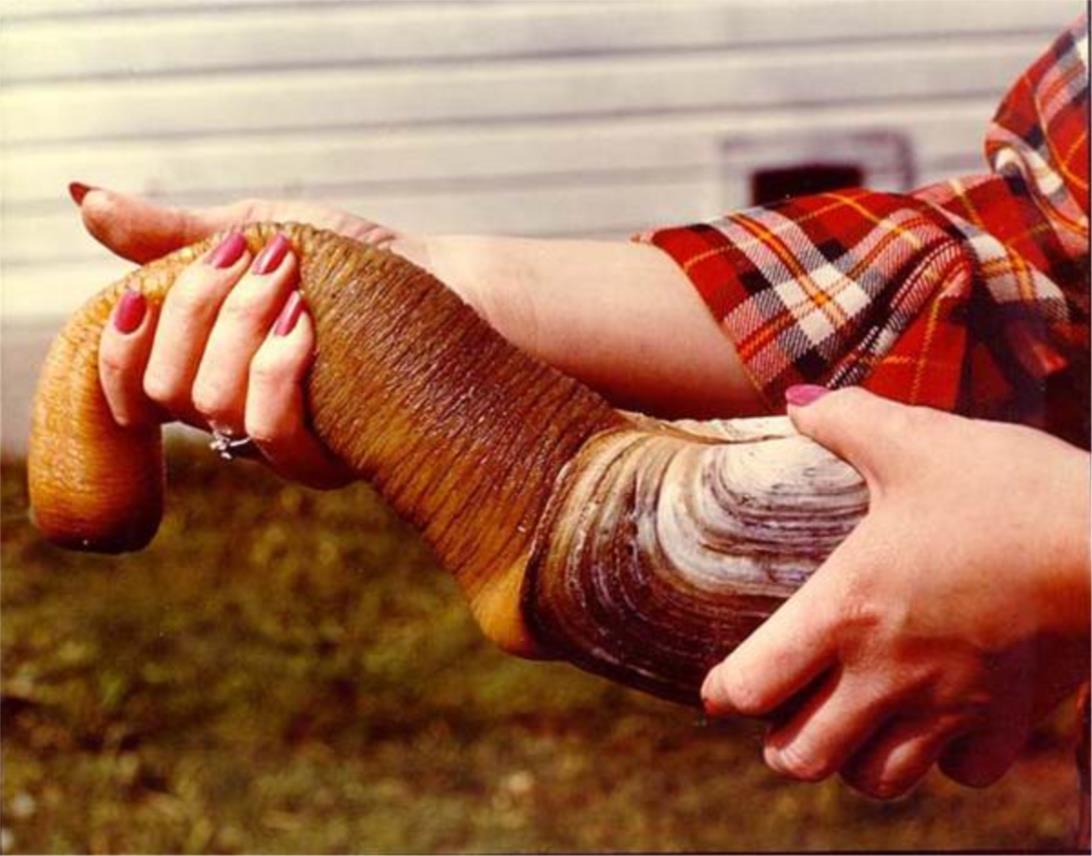 geoduck_1.jpg