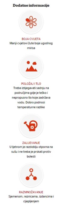 cicimak