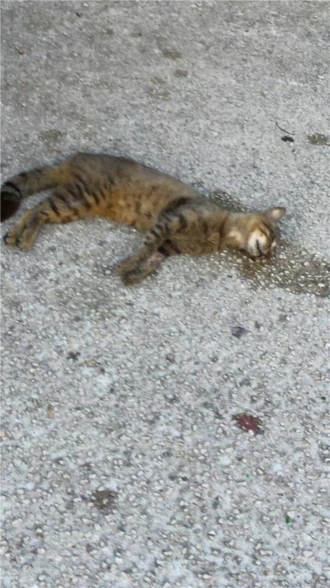 Trovanje macaka 0