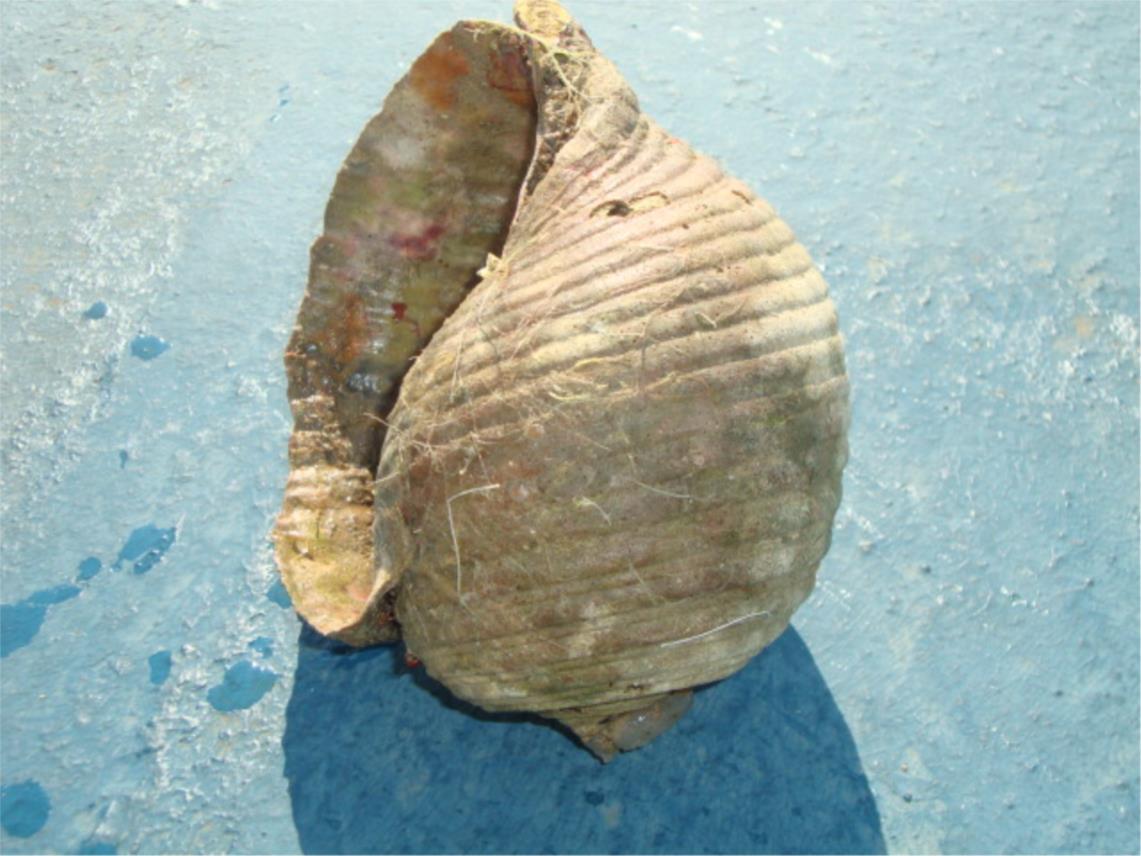 Amfora