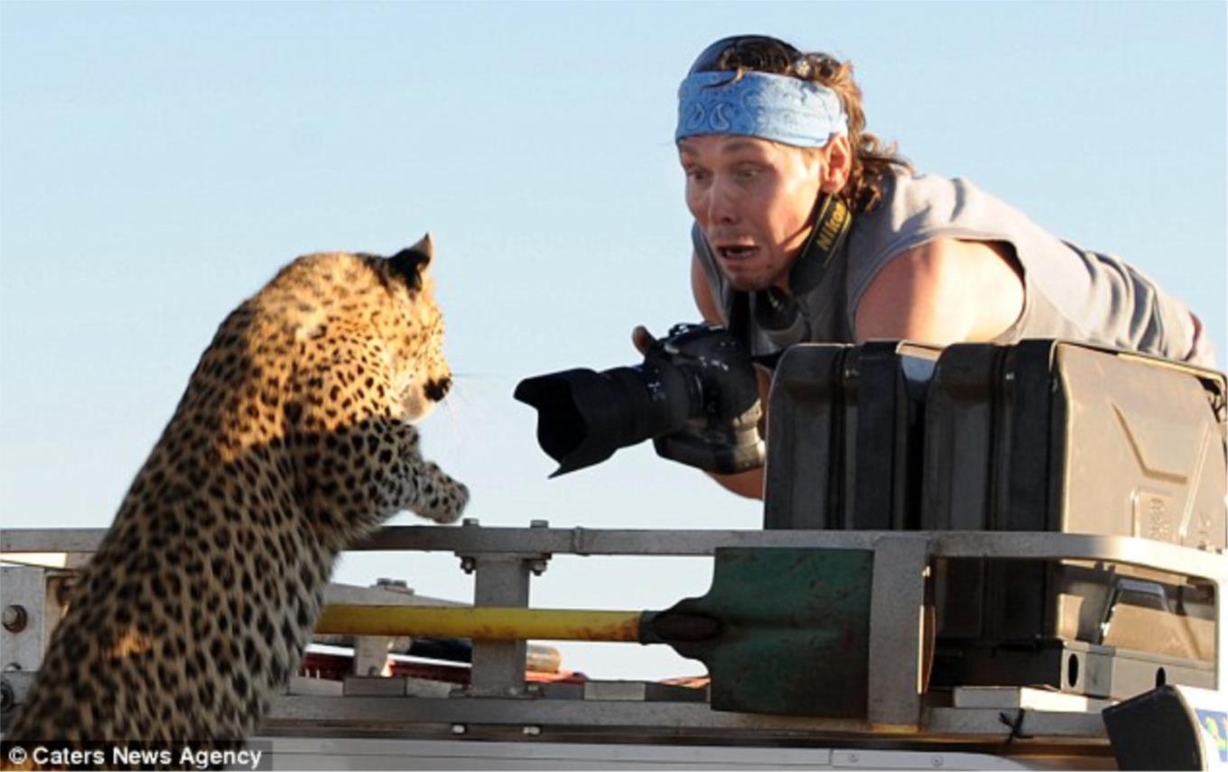 Sergey Kotelnikov bio je 'iznenađen' kada mu je leopard skočio na krov džipa