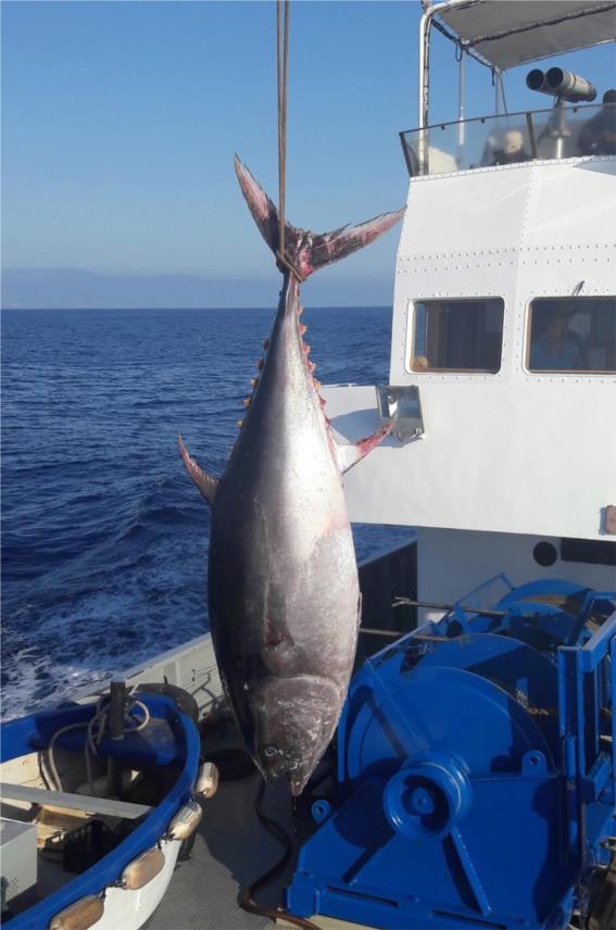 Atlantska plavoperajna tuna 