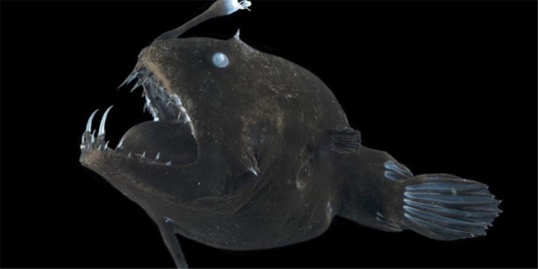 Bioluminiscencija