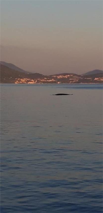 kit u dubrovačkom akvatoriju