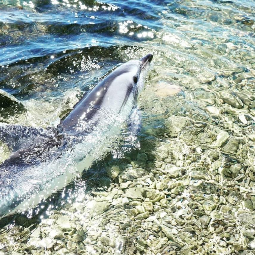 Mario Duspara Delfin