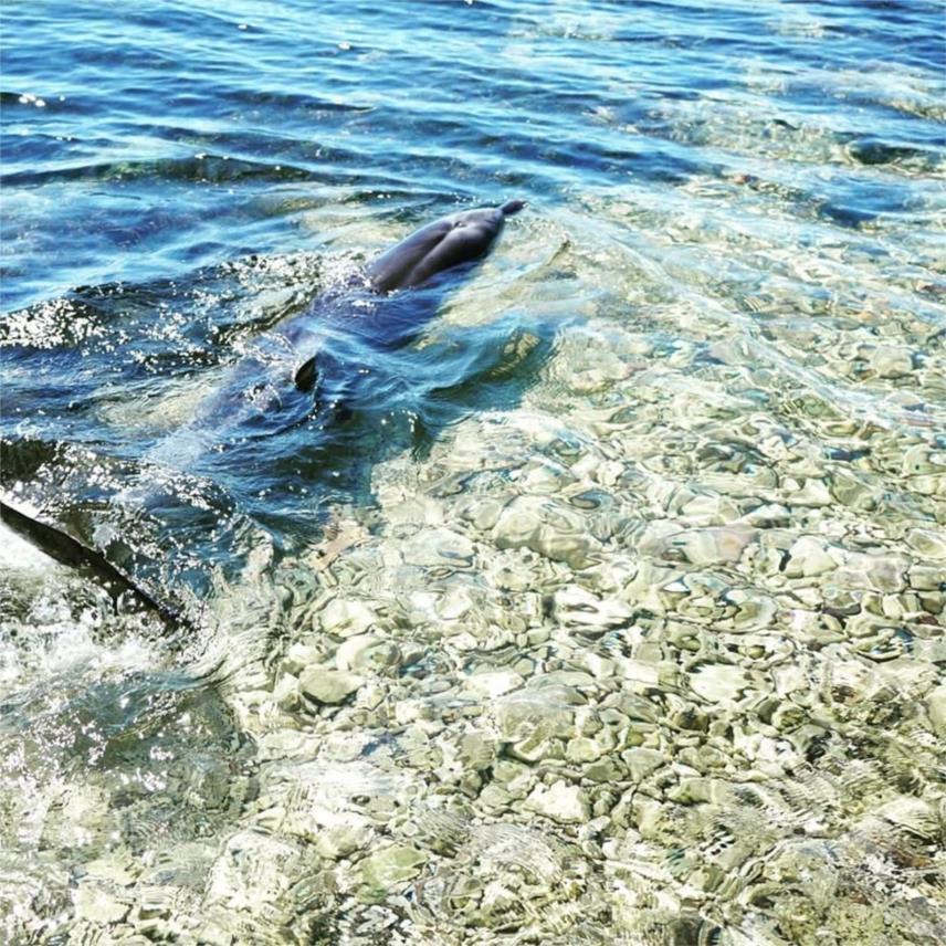 Mario Duspara Delfin