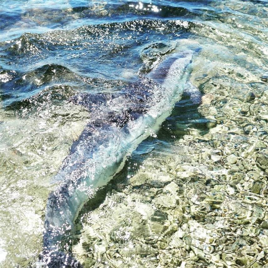 Mario Duspara Delfin