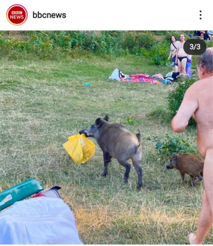 NEVJEROJATAN PRIZOR Nudist trčao za divljom svinjom koja mu je ukrala torbu i laptop (FOTO)