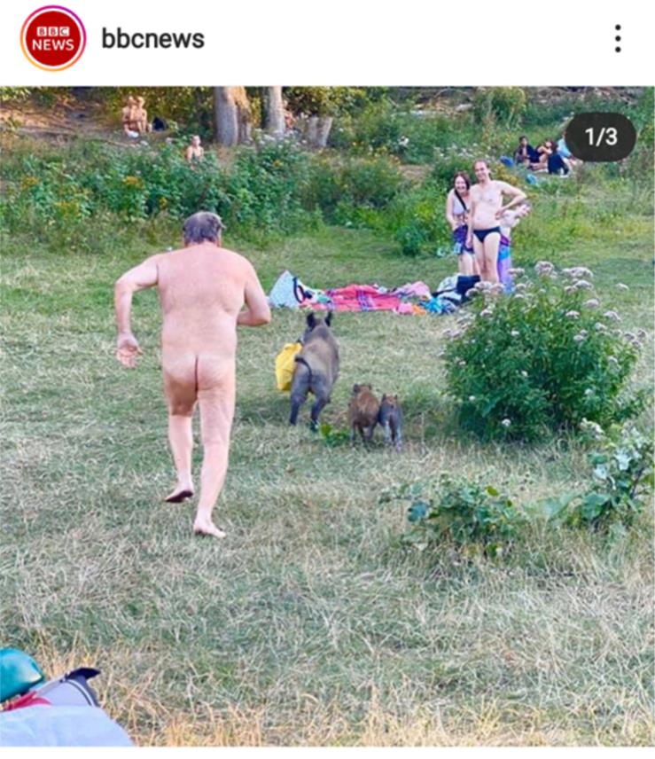 NEVJEROJATAN PRIZOR Nudist trčao za divljom svinjom koja mu je ukrala torbu i laptop (FOTO)