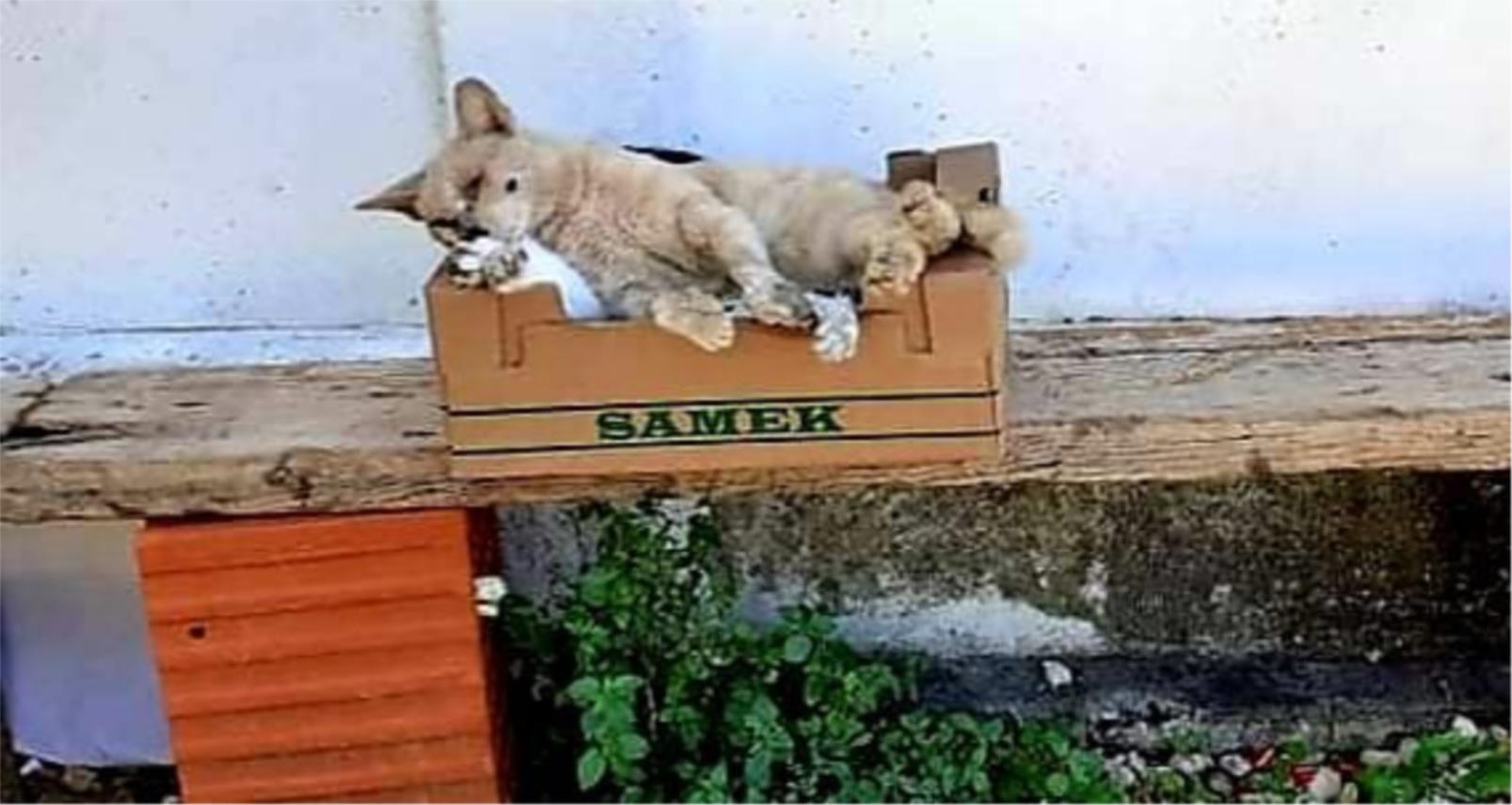 otrovali pet mačaka