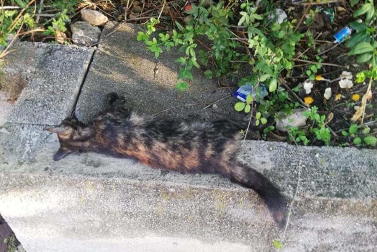 otrovali pet mačaka