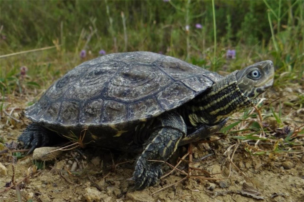 Lokve u Majkovima proglašene prvim herpetološkim rezervatom u Hrvatskoj