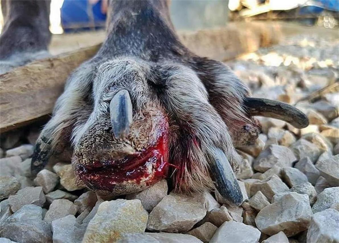 FINSKA UDRUGA OBJAVILA UZNEMIRUJUĆE FOTOGRAFIJE