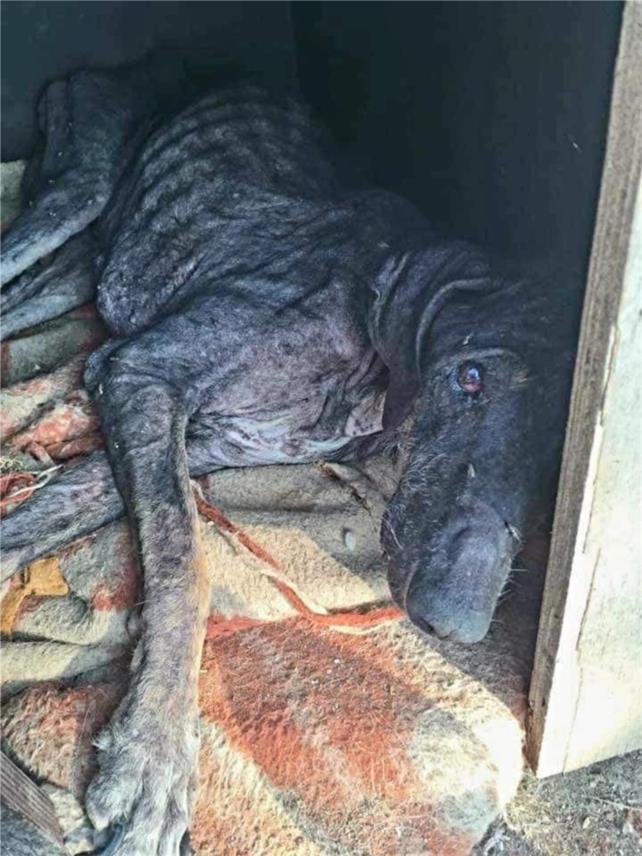 FINSKA UDRUGA OBJAVILA UZNEMIRUJUĆE FOTOGRAFIJE