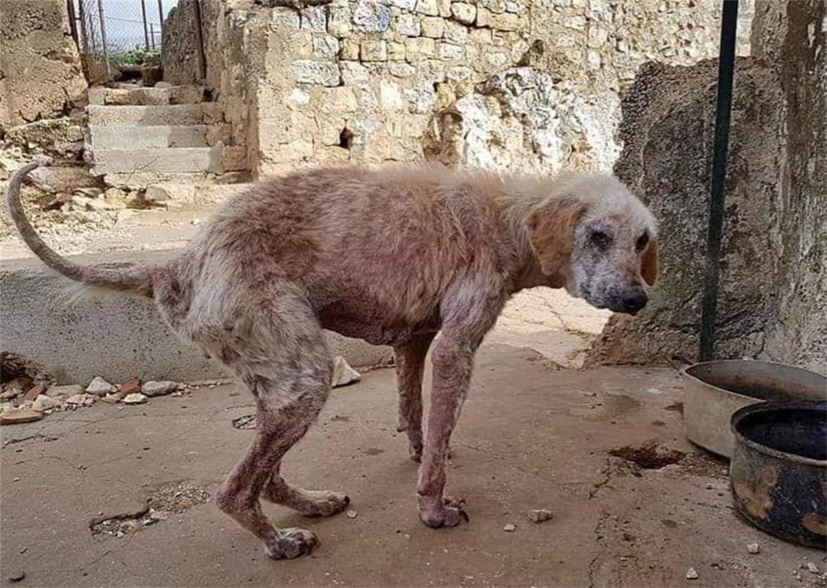 FINSKA UDRUGA OBJAVILA UZNEMIRUJUĆE FOTOGRAFIJE