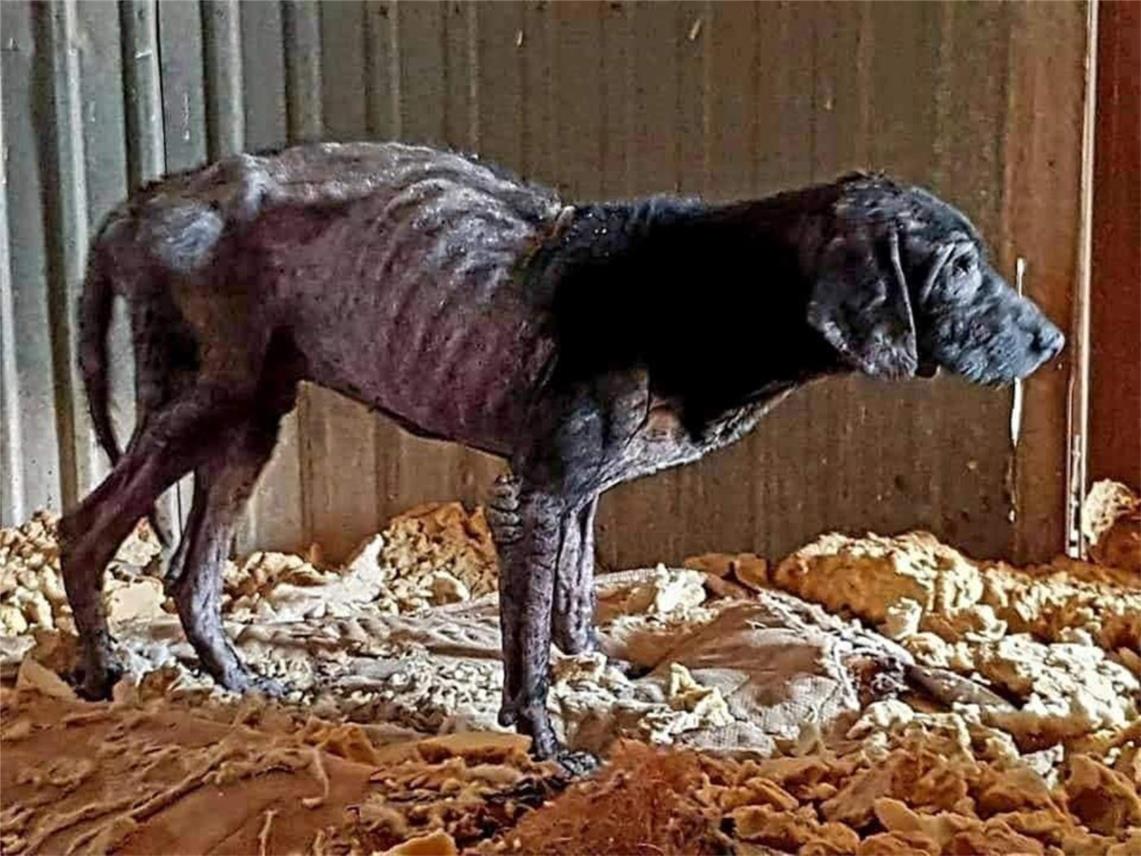 FINSKA UDRUGA OBJAVILA UZNEMIRUJUĆE FOTOGRAFIJE