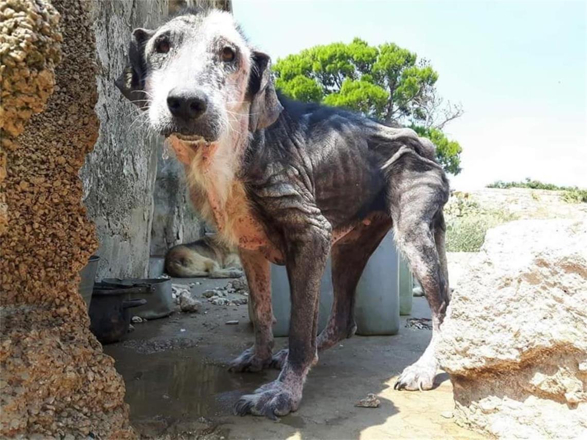 FINSKA UDRUGA OBJAVILA UZNEMIRUJUĆE FOTOGRAFIJE
