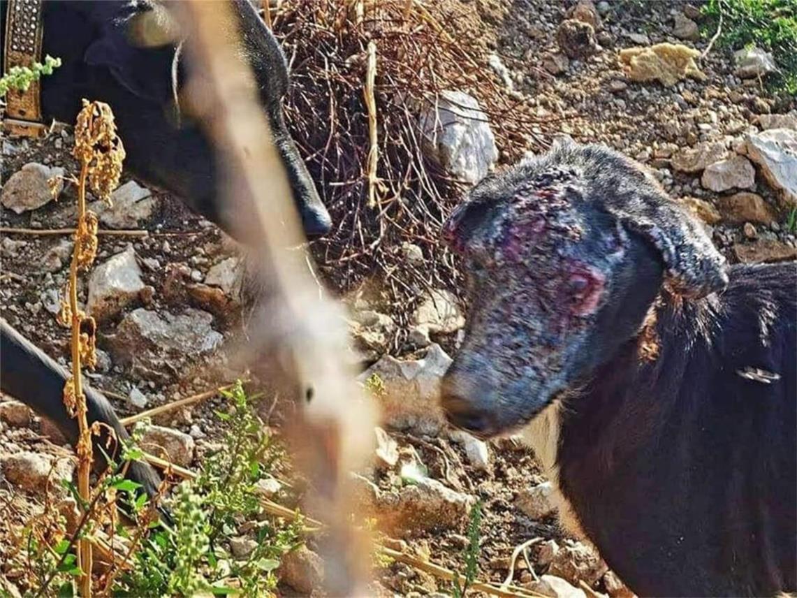 FINSKA UDRUGA OBJAVILA UZNEMIRUJUĆE FOTOGRAFIJE