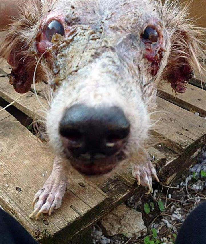 FINSKA UDRUGA OBJAVILA UZNEMIRUJUĆE FOTOGRAFIJE