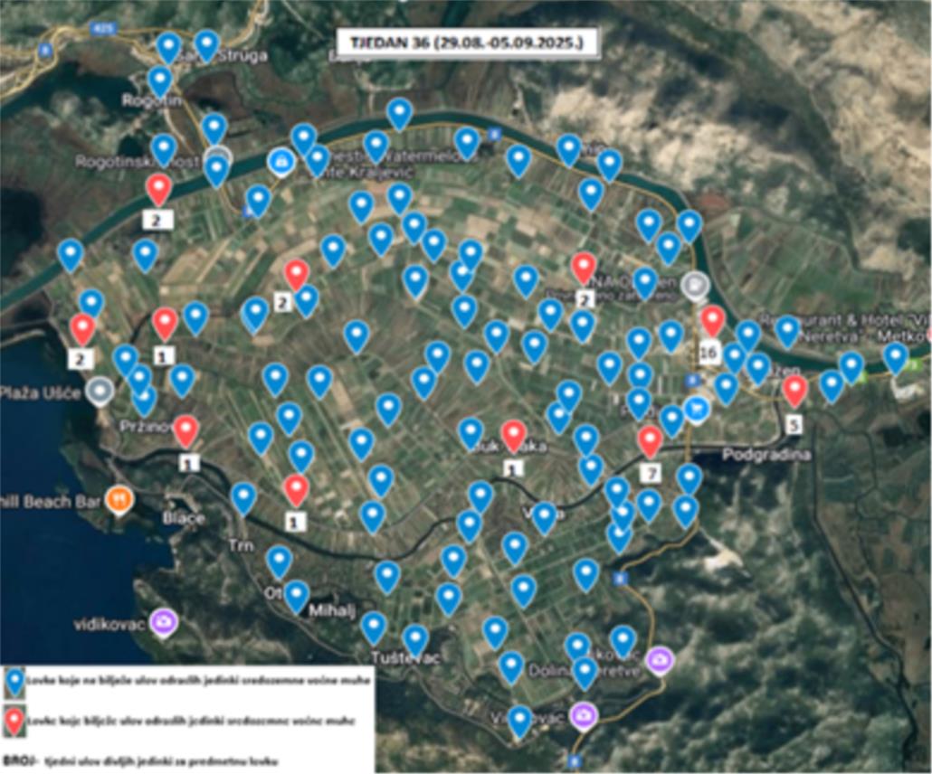 Obavijest o ulovima sredozemne voćne muhe na području doline rijeke Neretve