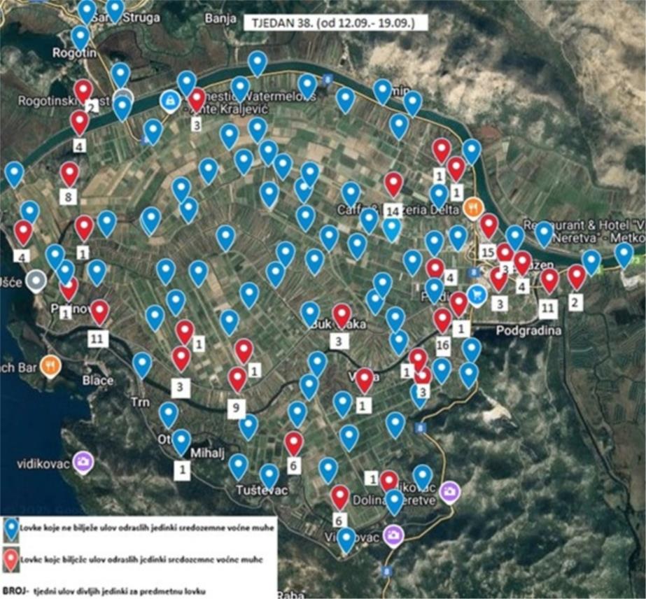 Obavijest o ulovima sredozemne voćne muhe na području doline rijeke Neretve