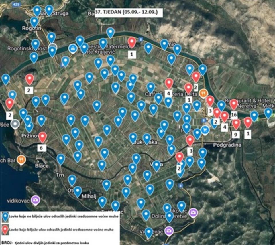 Obavijest o ulovima sredozemne voćne muhe na području Metkovića