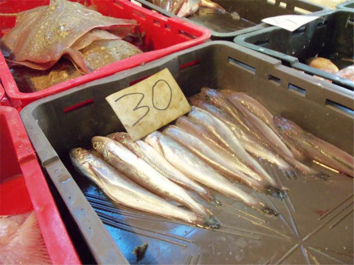 ribarnica