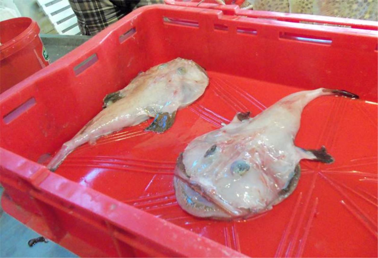 ribarnica