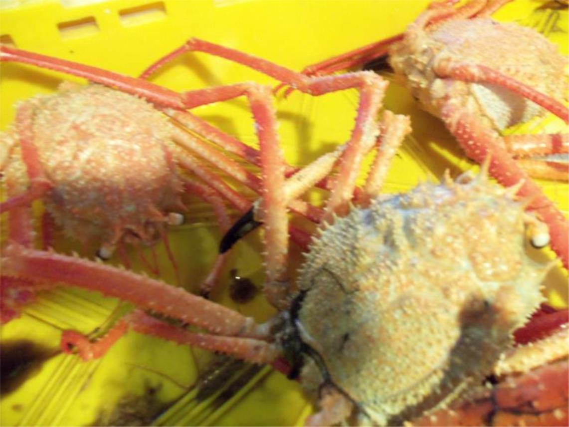 ribarnica
