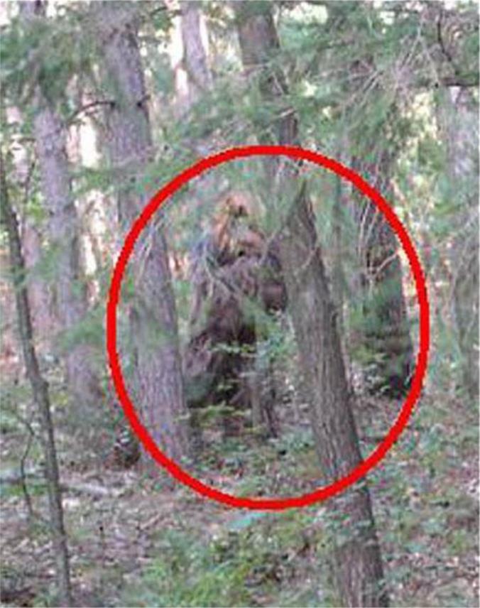 Čudovište Bigfoot