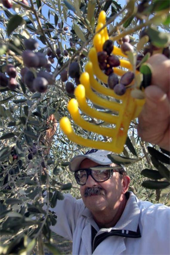 Berba maslina