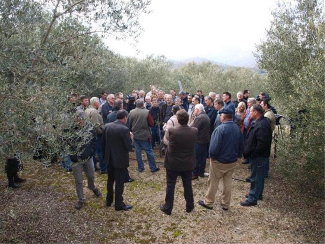 Maslinari